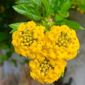 Lantana Plants Live Yellow, Perennial Flower Plants 4-8 Inches, Outdoor Gardening