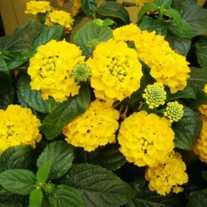 Lantana Plants Live Yellow, Perennial Flower Plants 4-8 Inches, Outdoor Gardening