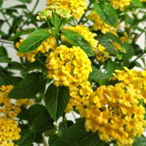 Lantana Plants Live Yellow, Perennial Flower Plants 4-8 Inches, Outdoor Gardening