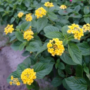 Lantana Plants Live Yellow, Perennial Flower Plants 4-8 Inches, Outdoor Gardening