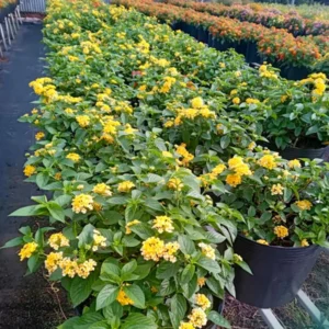 Lantana Plants Live Yellow, Perennial Flower Plants 4-8 Inches, Outdoor Gardening