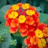 Red Lantana Plants Live - 2 Pack, 5-7 Inches Tall, Outdoor Perennial Flower