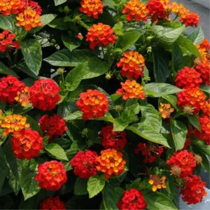 Red Lantana Plants Live - 2 Pack, 5-7 Inches Tall, Outdoor Perennial Flower