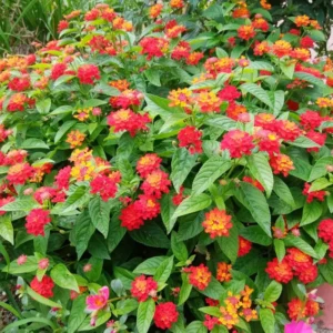 Red Lantana Plants Live - 2 Pack, 5-7 Inches Tall, Outdoor Perennial Flower