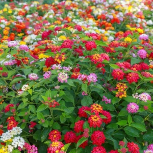 Red Lantana Plants Live - 2 Pack, 5-7 Inches Tall, Outdoor Perennial Flower