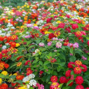 Red Lantana Plants Live - 2 Pack, 5-7 Inches Tall, Outdoor Perennial Flower