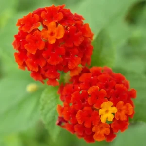 Lantana Plants Live, Red Perennial Flower Plant, 4-8 Inches, Garden Growing
