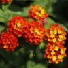 Lantana Plants Live, Red Perennial Flower Plant, 4-8 Inches, Garden Growing