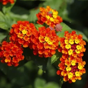 Lantana Plants Live, Red Perennial Flower Plant, 4-8 Inches, Garden Growing