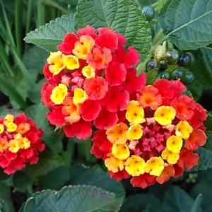 Lantana Plants Live, Red Perennial Flower Plant, 4-8 Inches, Garden Growing