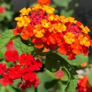 Lantana Plants Live, Red Perennial Flower Plant, 4-8 Inches, Garden Growing