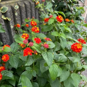 Lantana Plants Live, Red Perennial Flower Plant, 4-8 Inches, Garden Growing