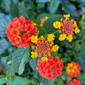 Lantana Plants Live, Red Perennial Flower Plant, 4-8 Inches, Garden Growing