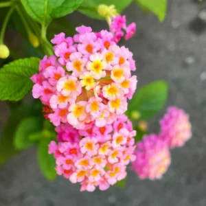 Pink Lantana Plants Live - 2 Pack - Outdoor Perennial Flowers