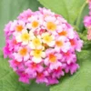 Pink Lantana Plants Live - 2 Pack - Outdoor Perennial Flowers