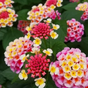 Pink Lantana Plants Live - 2 Pack - Outdoor Perennial Flowers