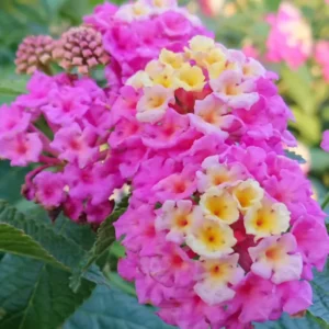Lantana Plants Live - 3 Pack Pink Perennial Flower Plants - Outdoor Gardening