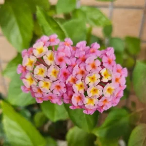 Purple Lantana Plants Live - Outdoor Perennial Flower Plant