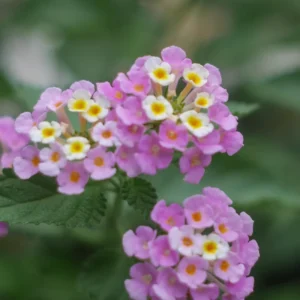 Purple Lantana Plants Live - Outdoor Perennial Flower Plant