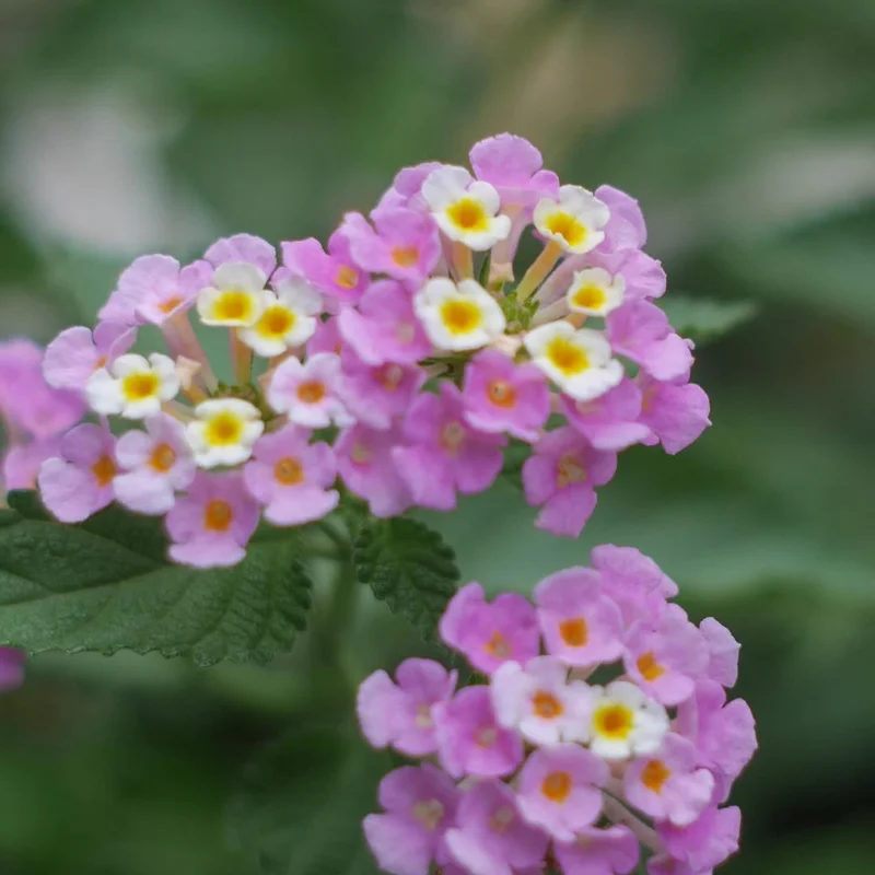 Purple Lantana Plants Live - Outdoor Perennial Flower Plant