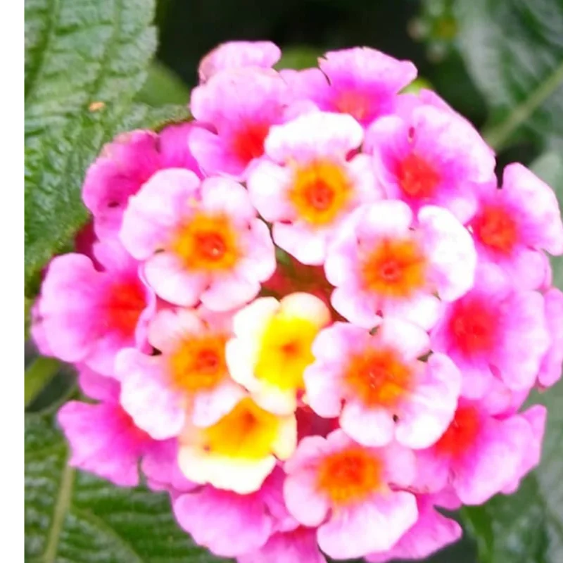 Purple Lantana Plants Live - Outdoor Perennial Flower Plant