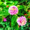 Purple Lantana Plants Live - Outdoor Perennial Flower Plant