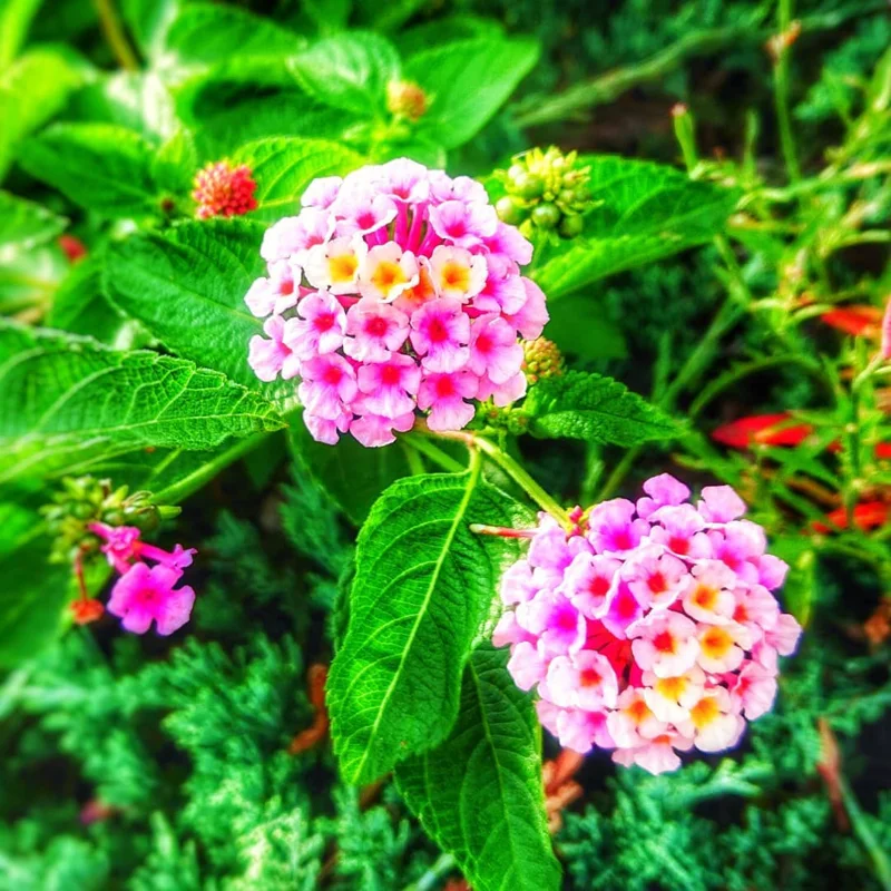 Purple Lantana Plants Live - Outdoor Perennial Flower Plant