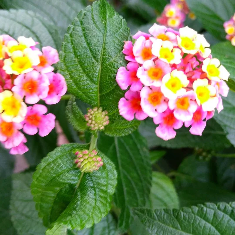 Purple Lantana Plants Live - Outdoor Perennial Flower Plant