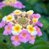 Purple Lantana Plants Live - Outdoor Perennial Flower Plant
