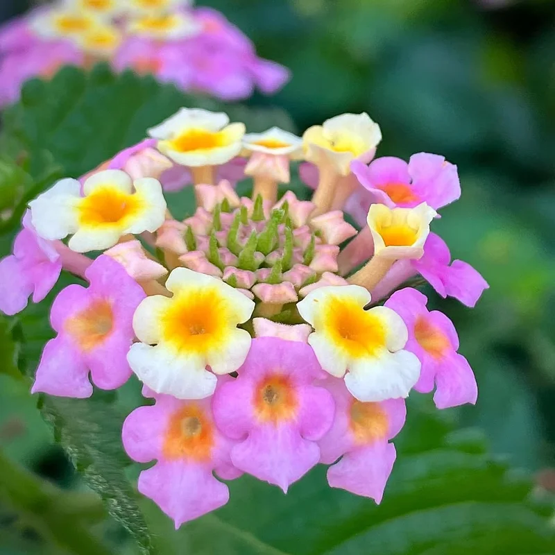 Purple Lantana Plants Live - Outdoor Perennial Flower Plant