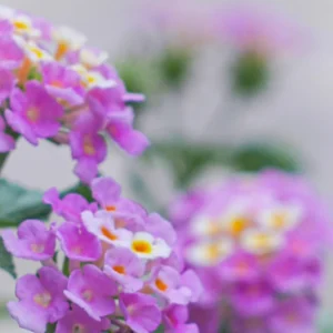 Lantana Plants Live - Purple Perennial Flower 4-8 Inches - Outdoor Gardening