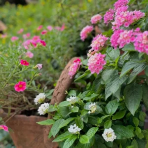 Lantana Plants Live - Purple Perennial Flower 4-8 Inches - Outdoor Gardening