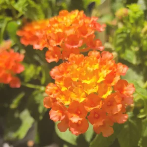 Orange Lantana Plants - Live Perennial Flower for Outdoor Planting