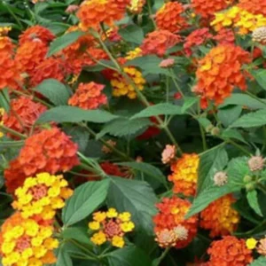 Orange Lantana Plants - Live Perennial Flower for Outdoor Planting