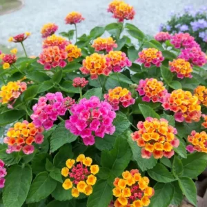 Orange Lantana Plants - Live Perennial Flower for Outdoor Planting
