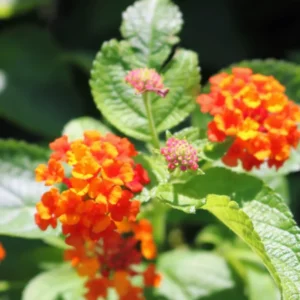 Orange Lantana Plants - Live Perennial Flower for Outdoor Planting