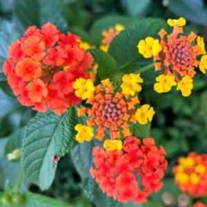 Orange Lantana Plants - Live Perennial Flower for Outdoor Planting