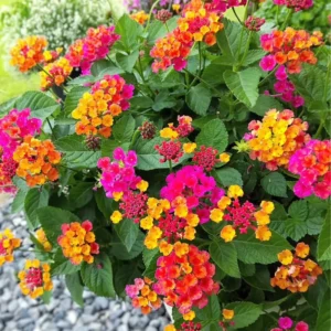 Orange Lantana Plants - Live Perennial Flower for Outdoor Planting