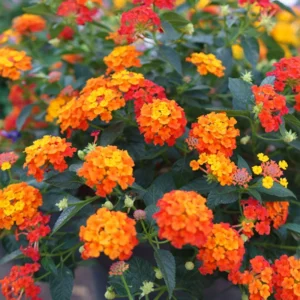 Lantana Plants Live - Orange Perennial Flower Plants 4-8 Inches - Gardening