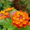 Lantana Plants Live - Orange Perennial Flower Plants 4-8 Inches - Gardening