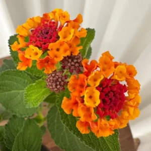 Lantana Plants Live - Orange Perennial Flower Plants 4-8 Inches - Gardening