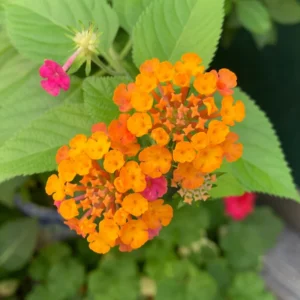 Lantana Plants Live - Orange Perennial Flower Plants 4-8 Inches - Gardening