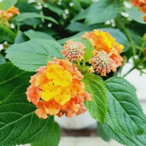 Lantana Plants Live - Orange Perennial Flower Plants 4-8 Inches - Gardening