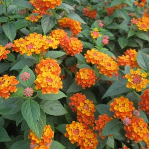 Lantana Plants Live - Orange Perennial Flower Plants 4-8 Inches - Gardening