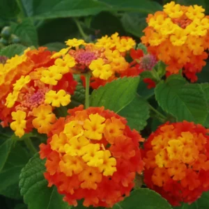 Lantana Plants Live - Orange Perennial Flower Plants 4-8 Inches - Gardening