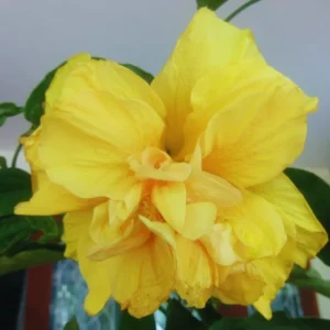 Hardy Hibiscus Live Plant - Double Yellow Flowers, 4-6 Inches - Garden Ready