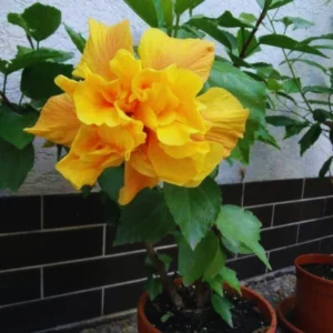 Hardy Hibiscus Live Plant - Double Yellow Flowers, 4-6 Inches - Garden Ready