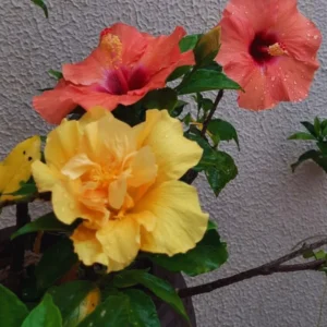 Hardy Hibiscus Live Plant - Double Yellow Flowers, 4-6 Inches - Garden Ready