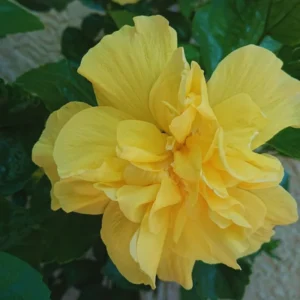 Hardy Hibiscus Live Plant - Double Yellow Flowers, 4-6 Inches - Garden Ready