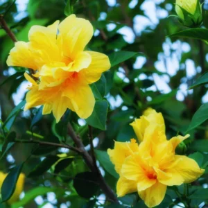 Hardy Hibiscus Live Plant - Double Yellow Flowers, 4-6 Inches - Garden Ready